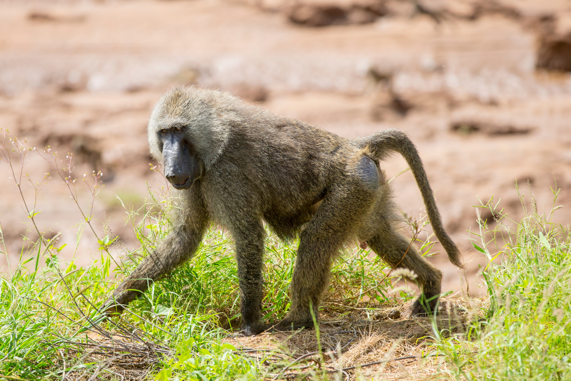 A large baboon with a long snout and shaggy fur walking through grassy terrain.