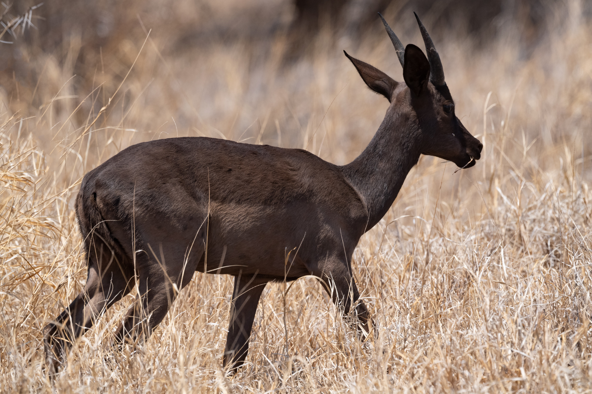 A rare black impala walking through dry grass, with sleek dark fur and sharp, curved horns.