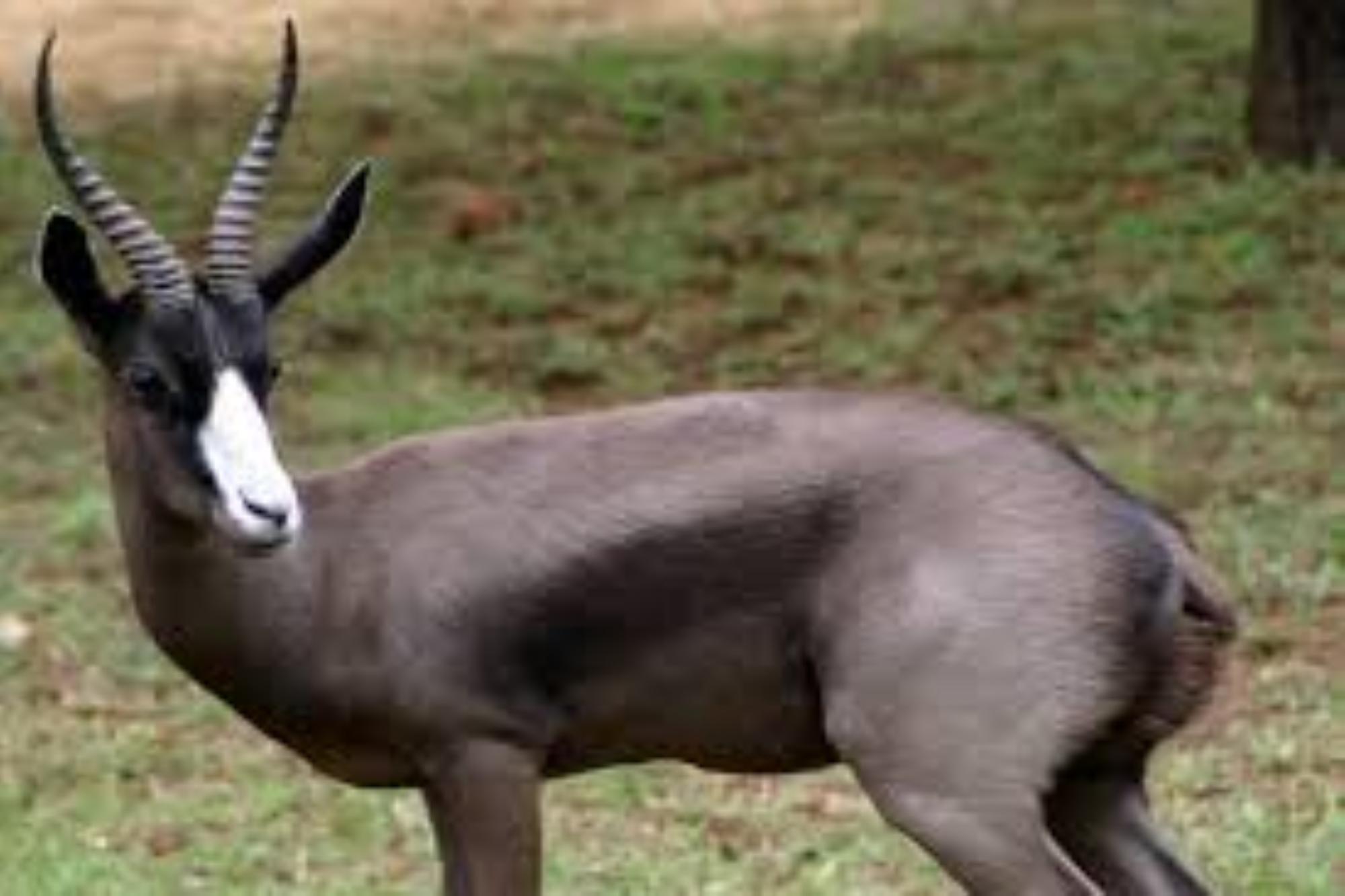 A Black Springbuck with dark fur and white facial markings standing in a grassy habitat.