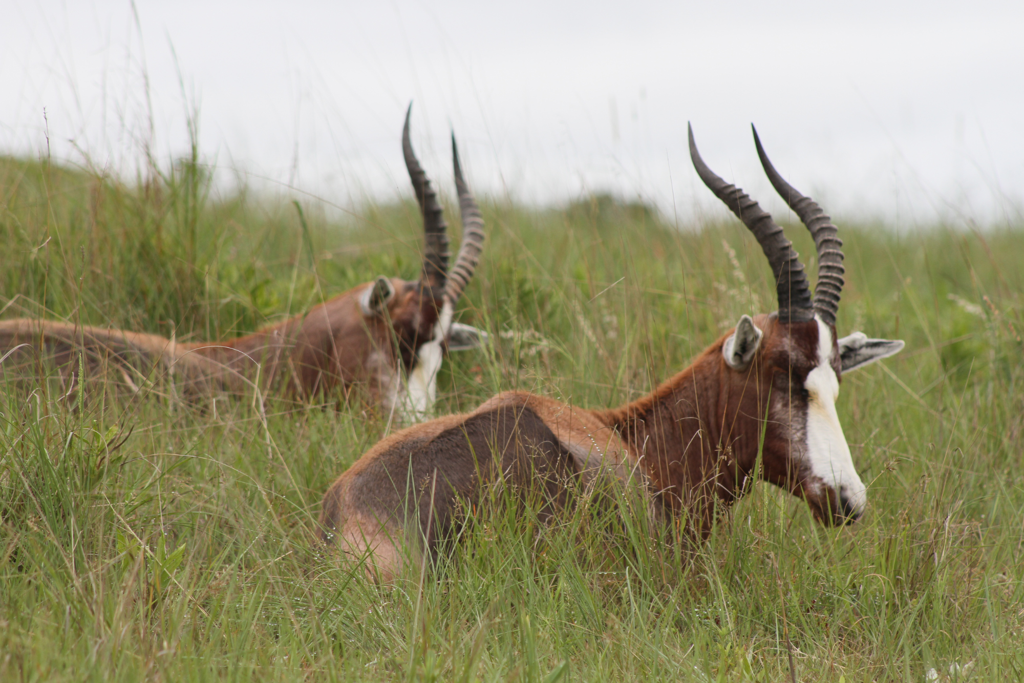 Two blesbucks lying in tall green grass, with white facial markings and curved horns.