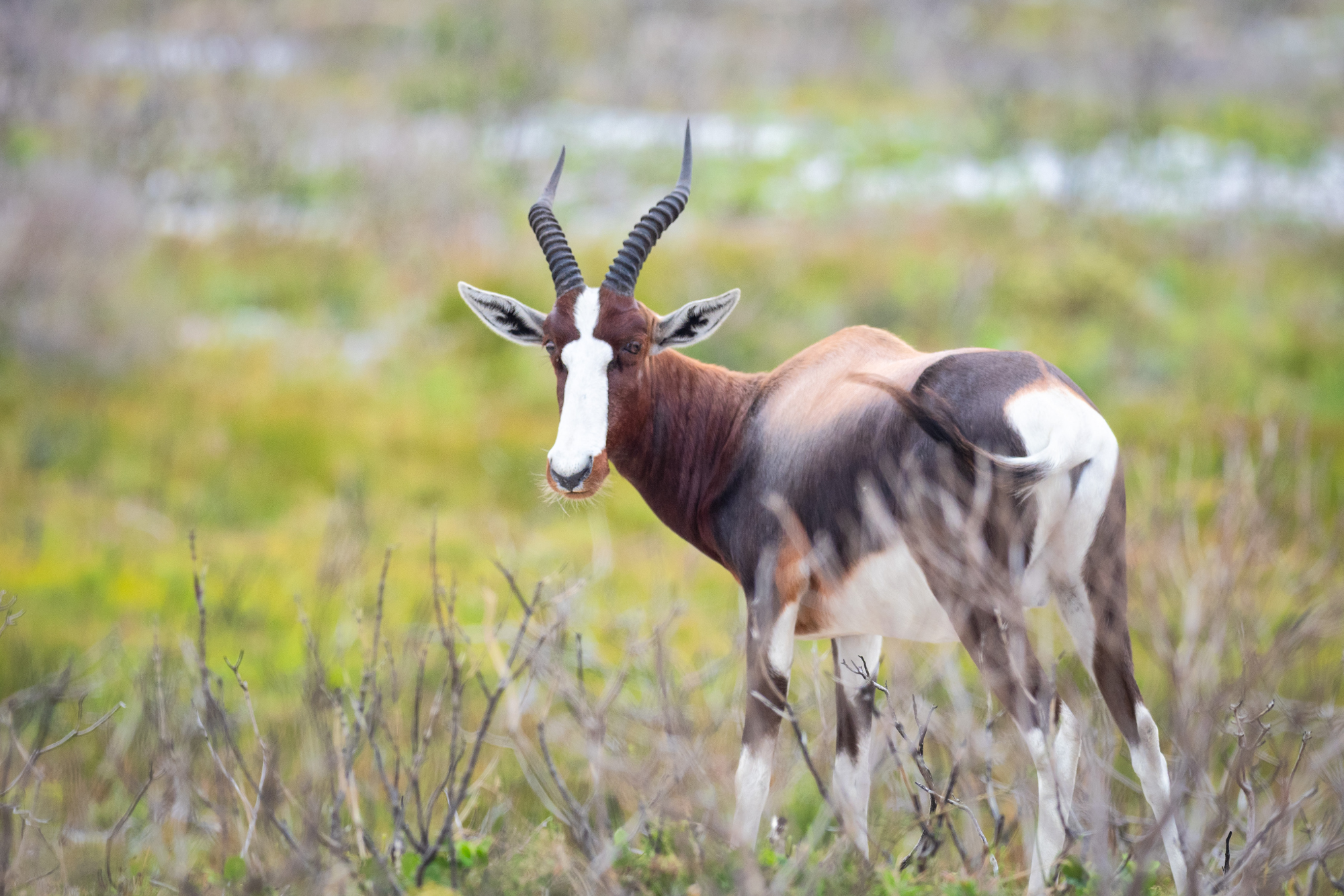 A bontebok with a deep brown coat and white face, standing in an open grassland.