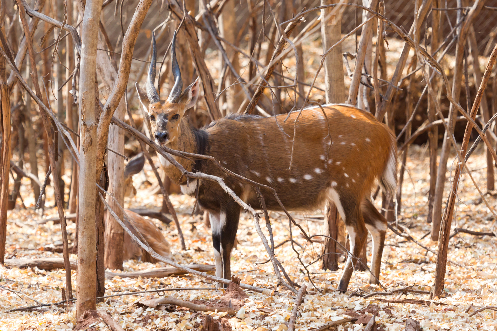 A Cape Bushbuck camouflaged among dry branches in the forest, its white spots blending into the surroundings.