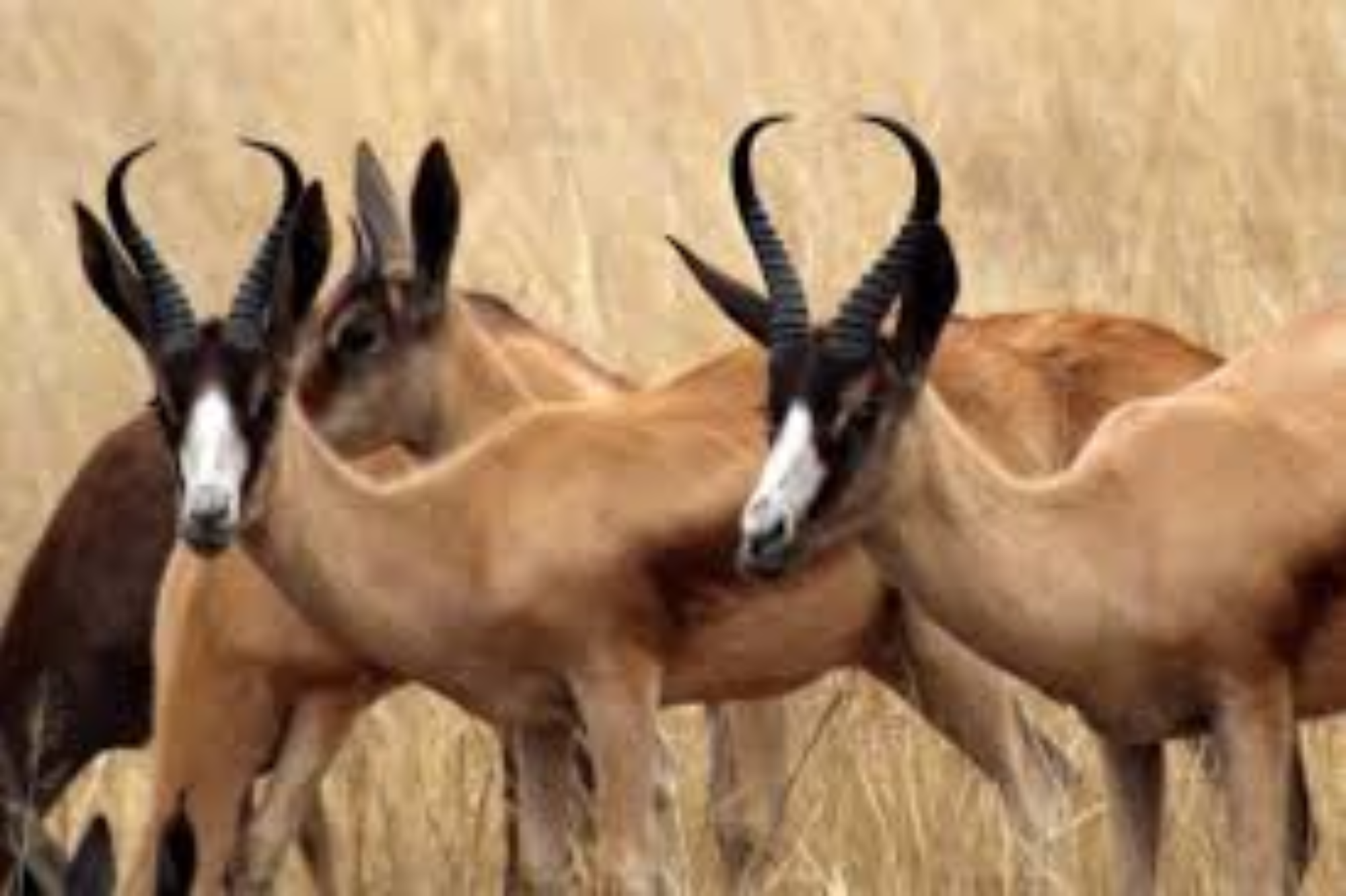 A Copper Springbuck with a sleek reddish-brown coat and curved horns standing in dry grass.