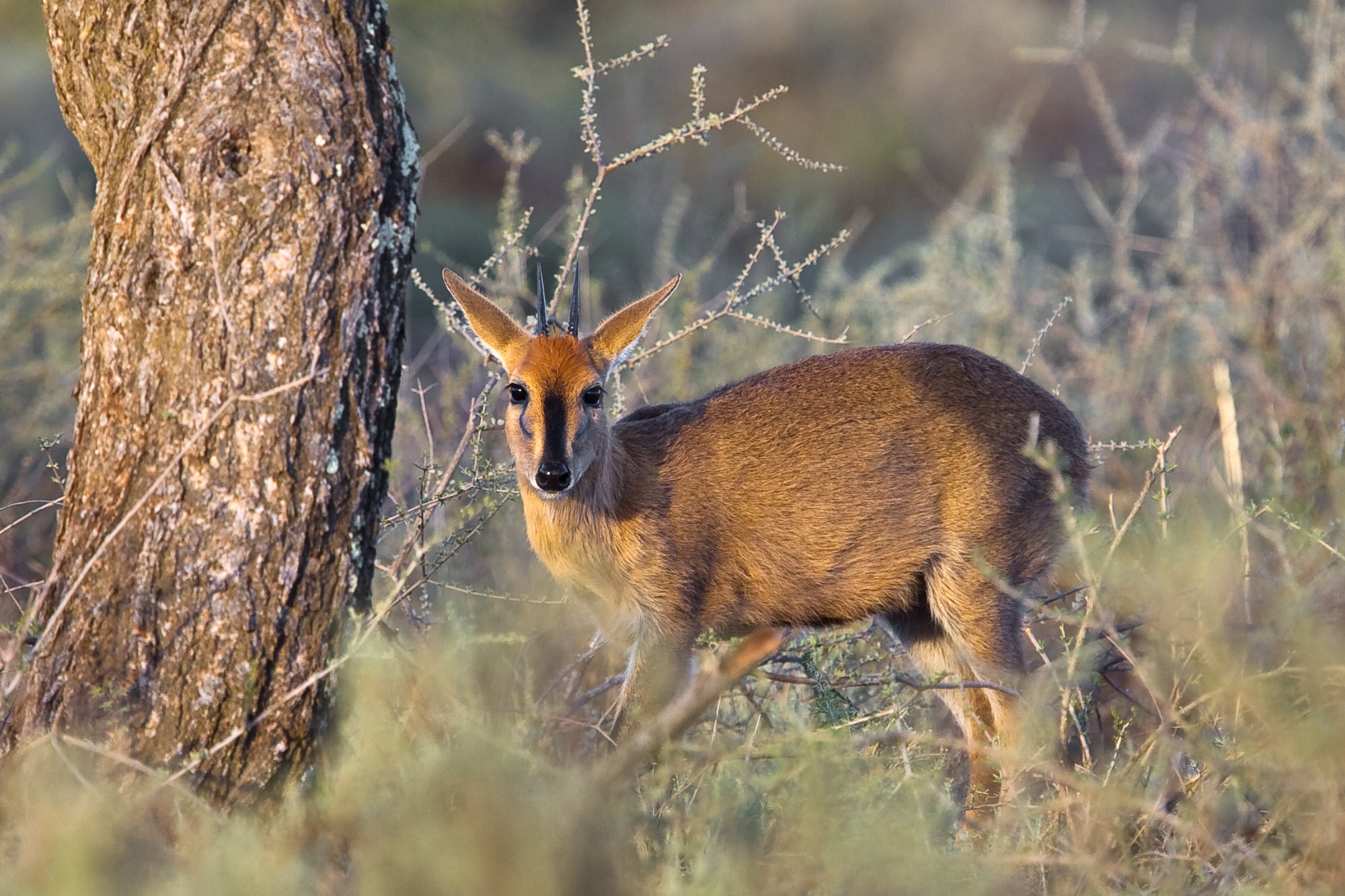 A small common duiker standing alert in a dense bush, partially hidden by vegetation.