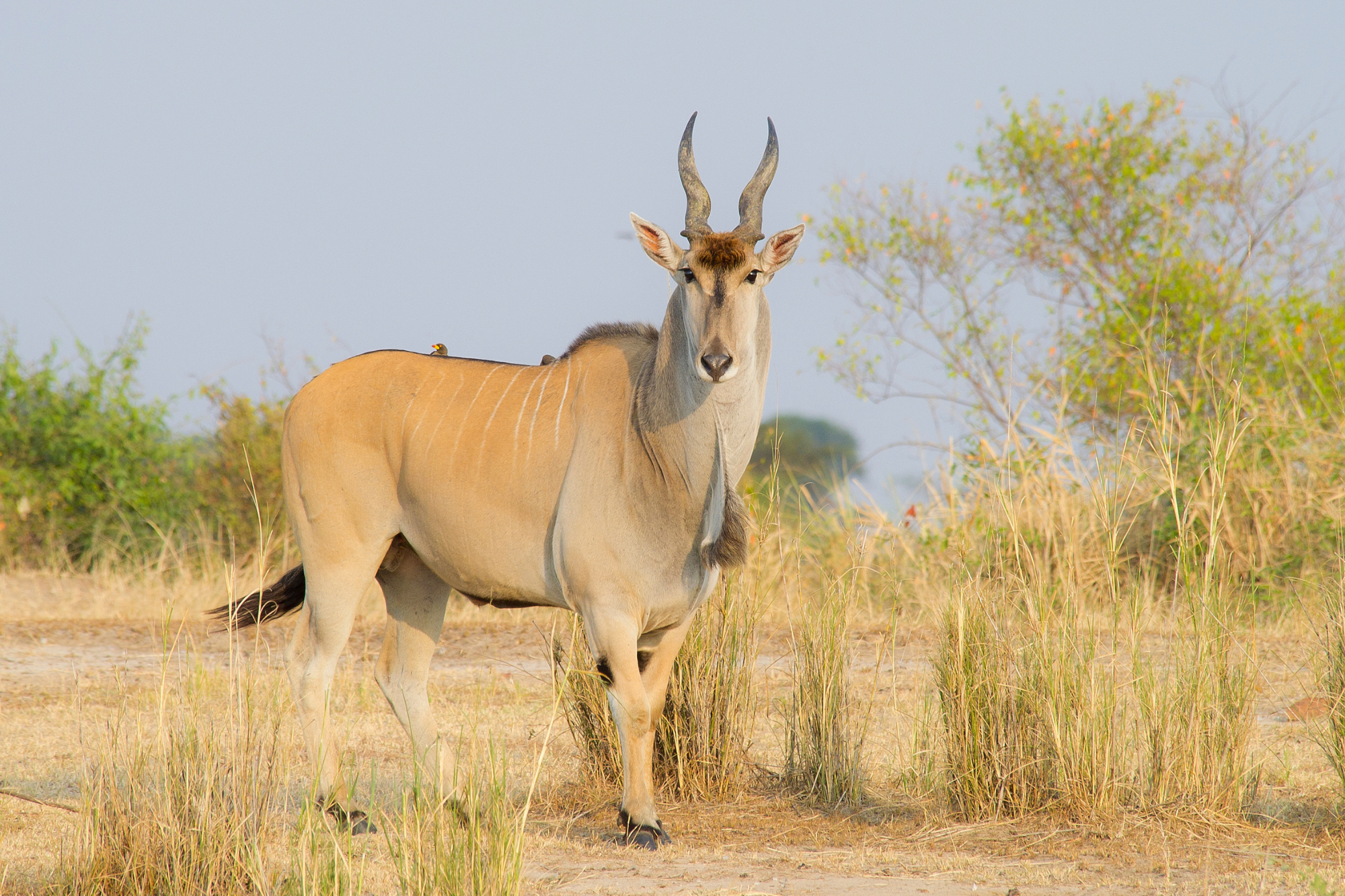 A Cape Eland standing in an open savannah, showcasing its large size and spiral horns.