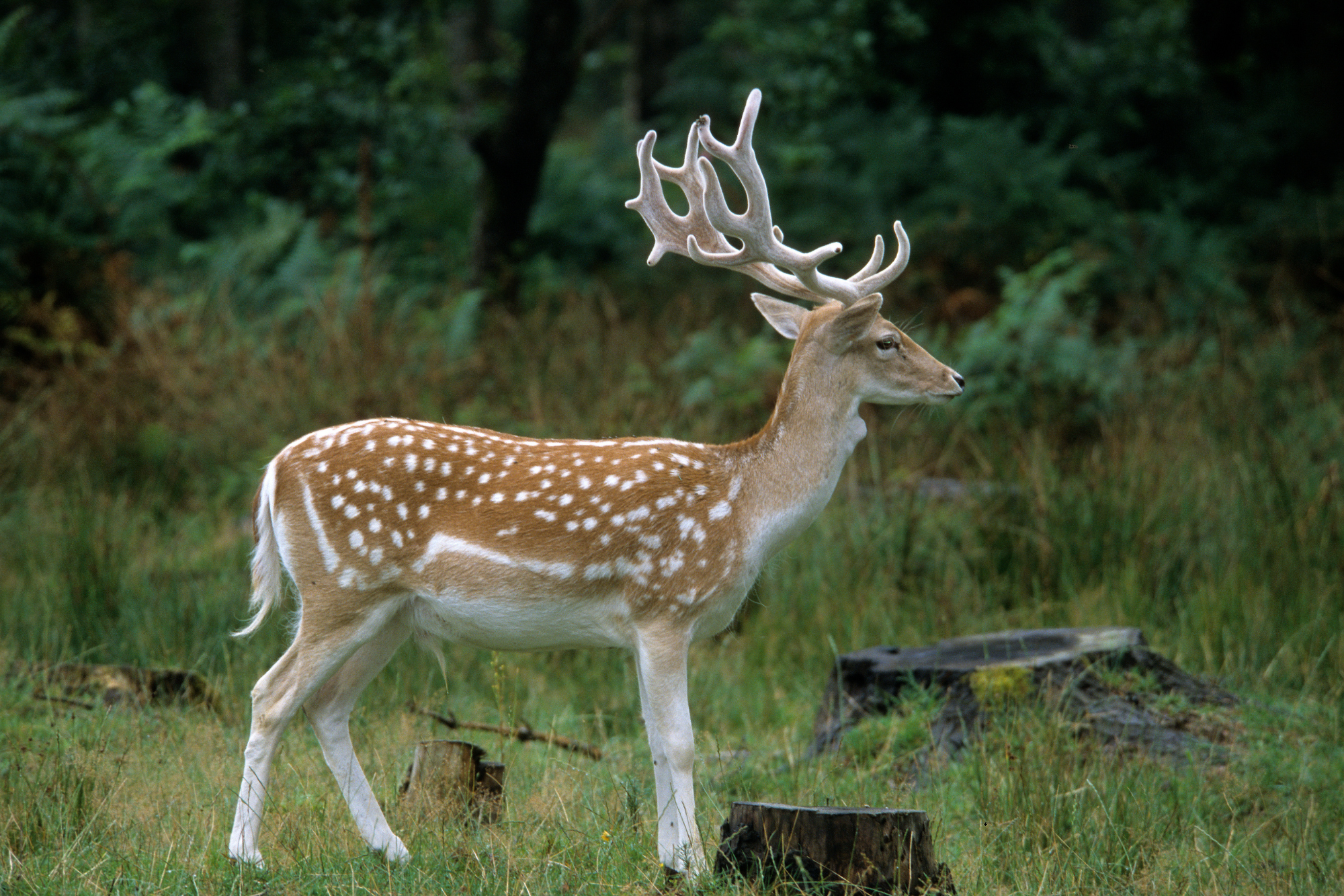 A fallow deer with a white-spotted coat and large antlers standing in a green forest.