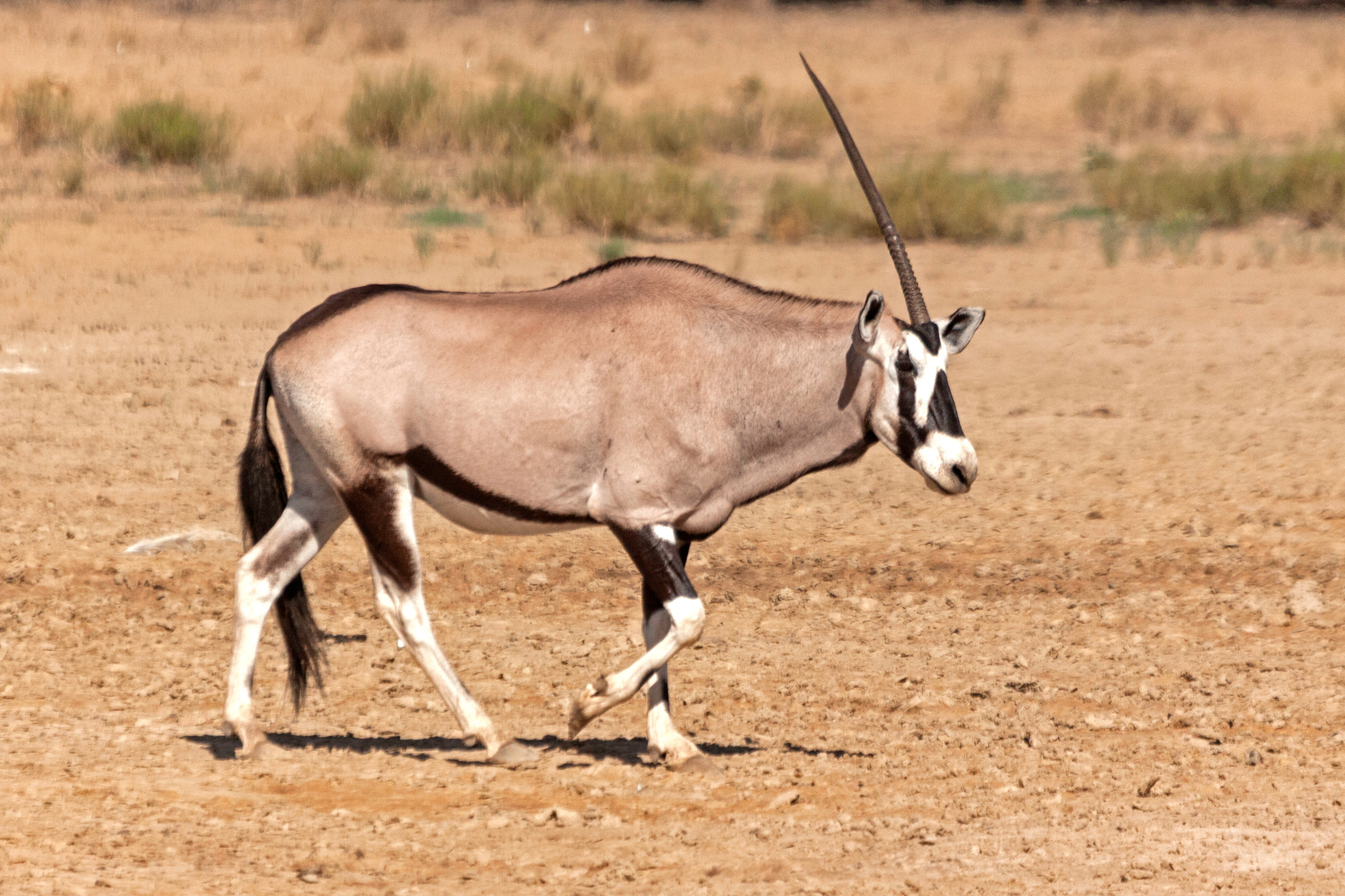 A Gemsbuck with long, straight horns and a tan coat walking across a dry, sandy terrain.