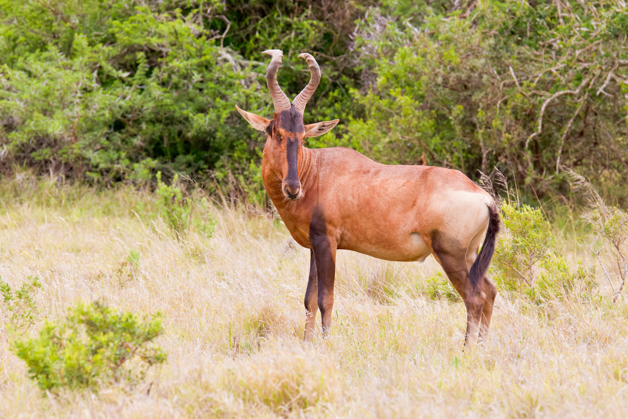 A Red Hartebeest with curved horns and a reddish-brown coat standing in the grasslands.