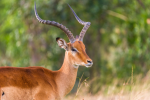 A male impala with lyre-shaped horns standing in a grassy savanna.