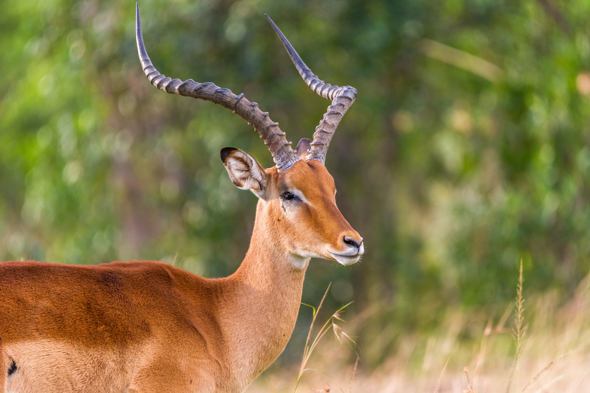 A male impala with lyre-shaped horns standing in a grassy savanna.