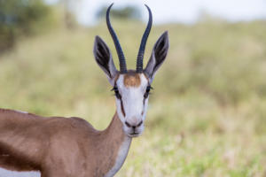 A Kalahari Springbuck standing in a dry grassy field, showcasing its elegant horns.