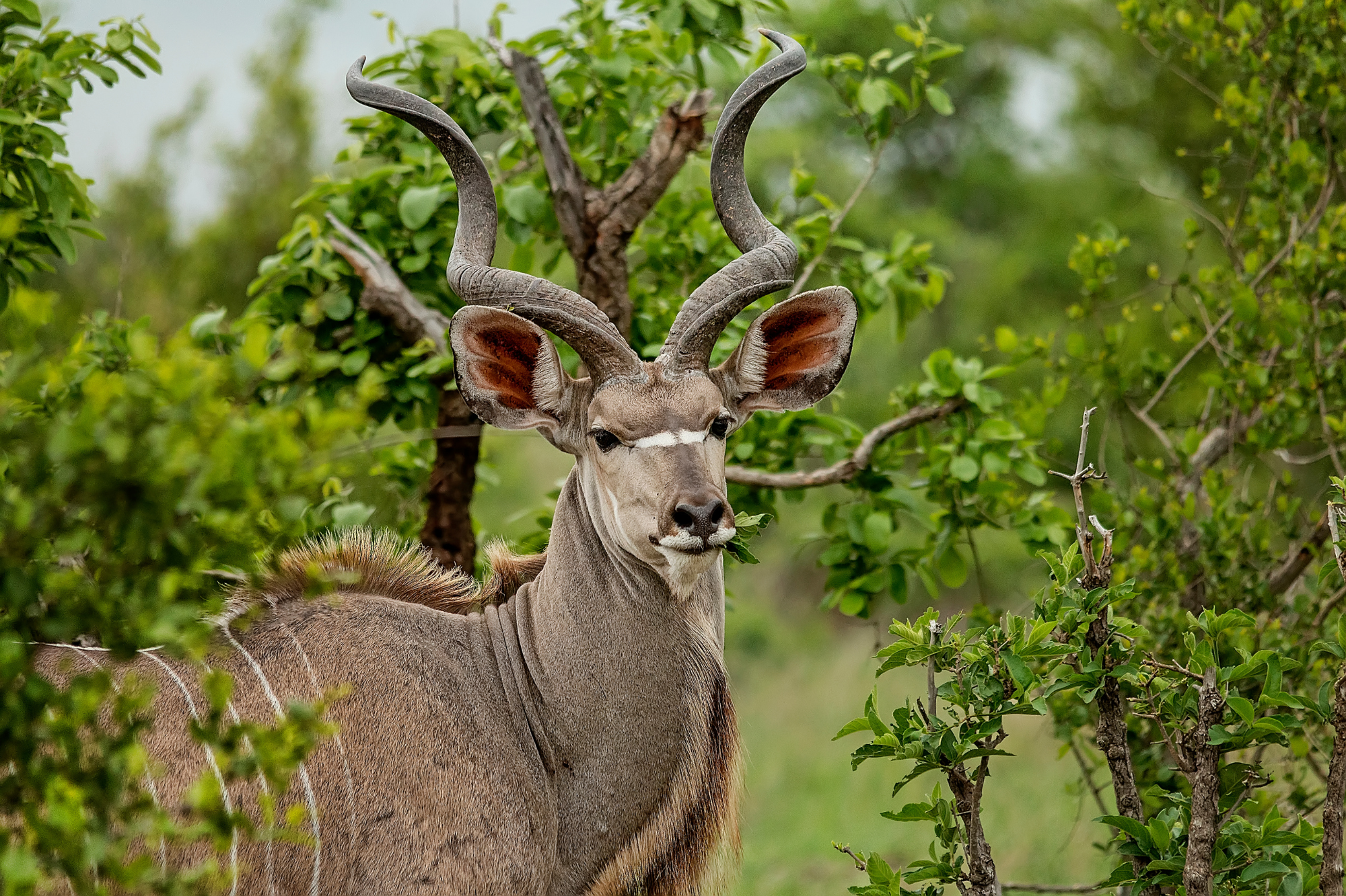 A kudu with impressive spiral horns standing among green vegetation.