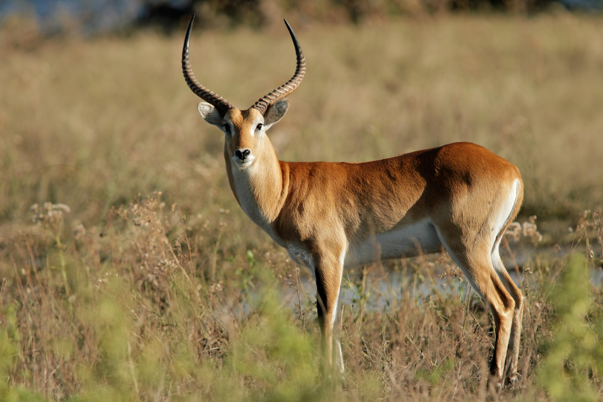 A Red Lechwe standing in a field with its horns curving backward.