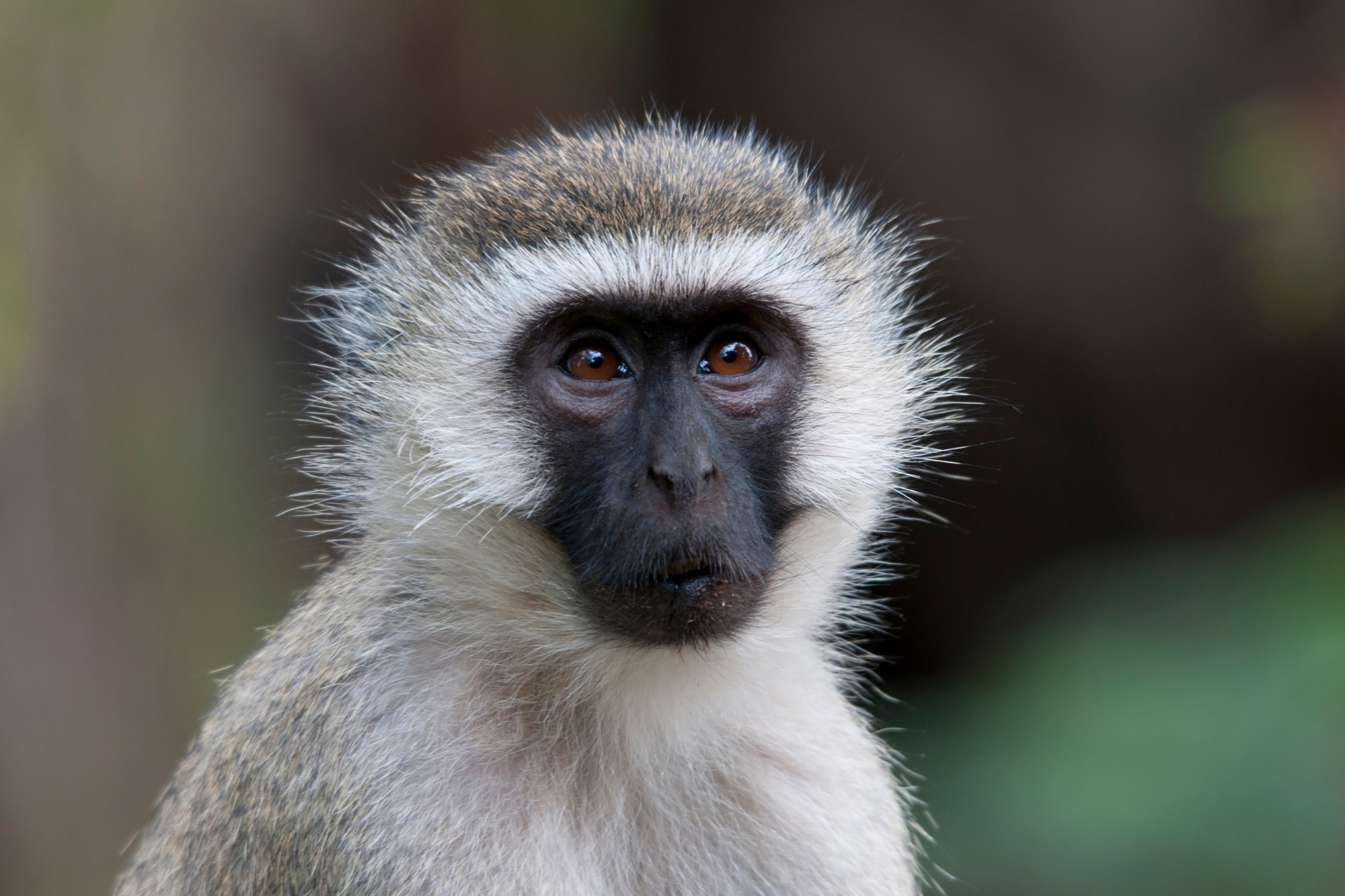 A vervet monkey with a black face and gray fur staring attentively.