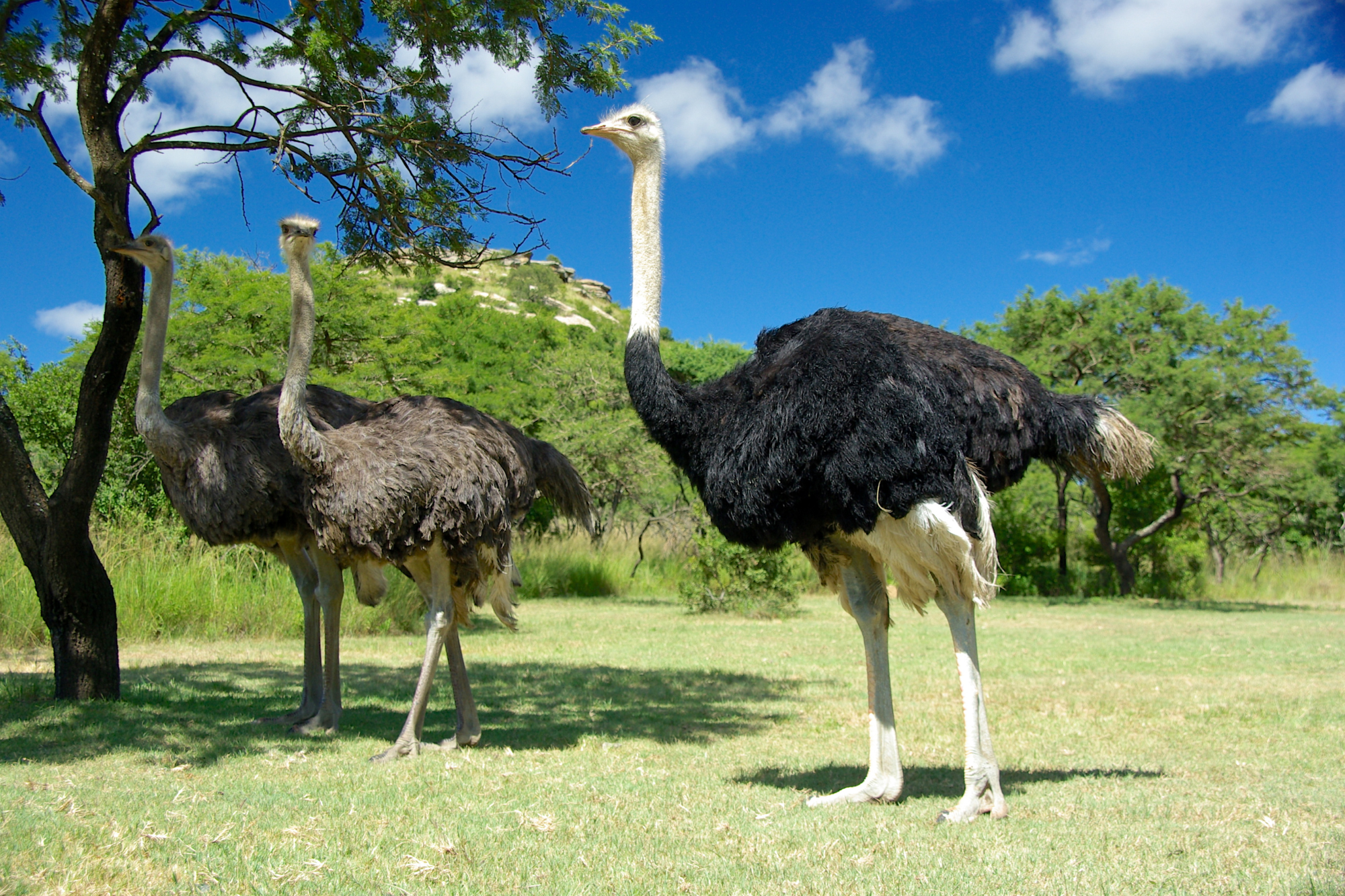 Two ostriches standing in a grassy field, one with black feathers and the other with brown.