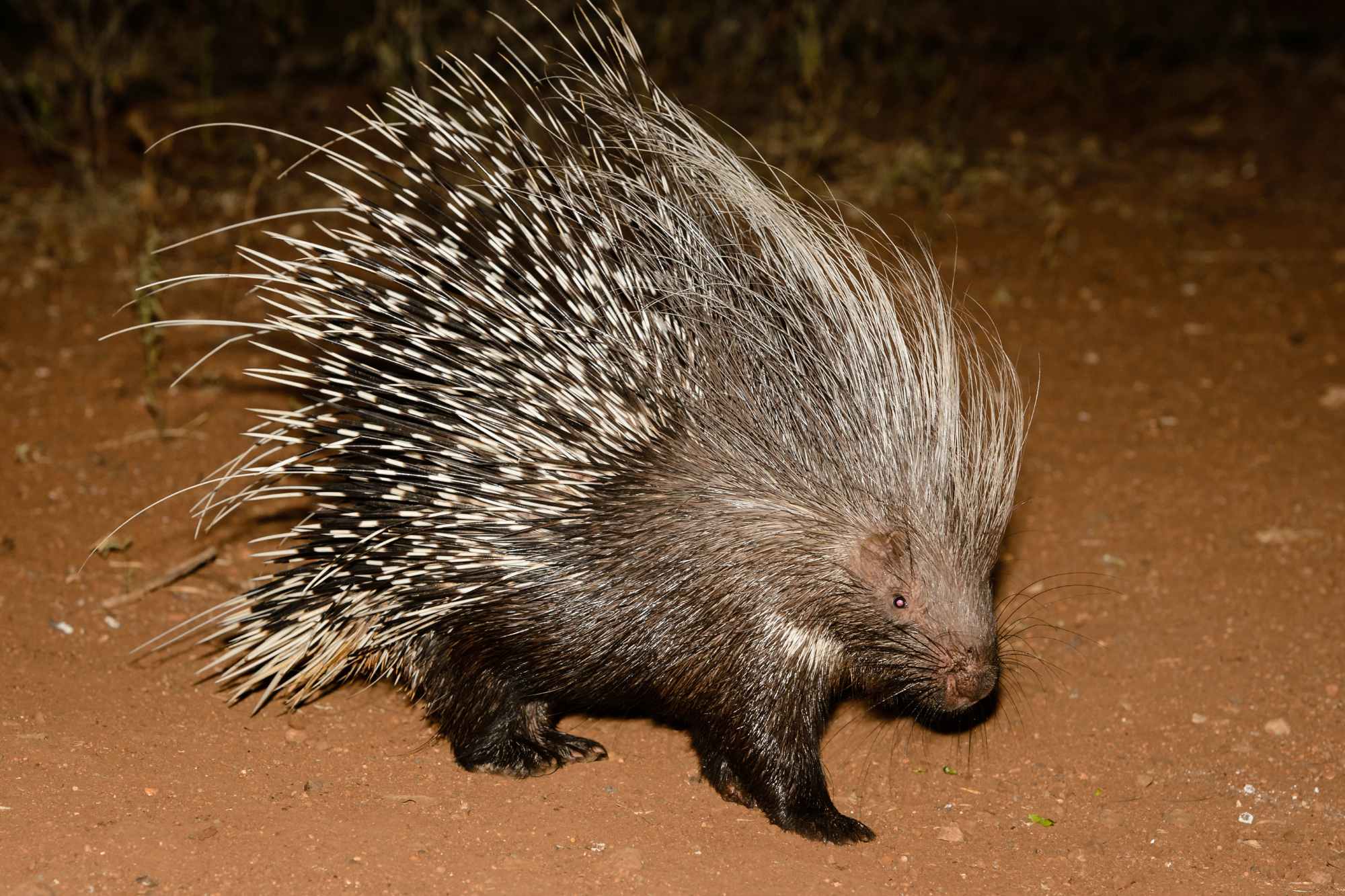 A porcupine standing on a dirt path at night, its quills raised in defense.