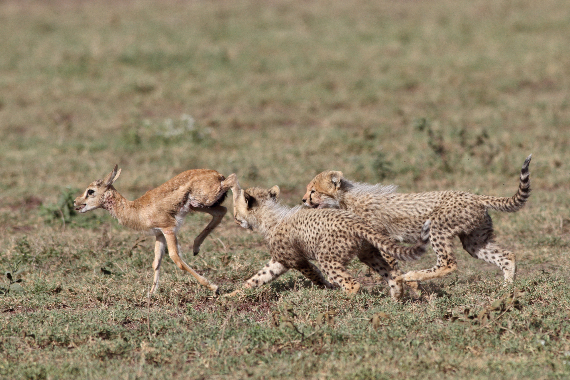 Predator Calling - Loaded Safaris