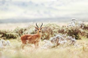 A Mountain Reedbuck standing among misty grasslands with a curious gaze.