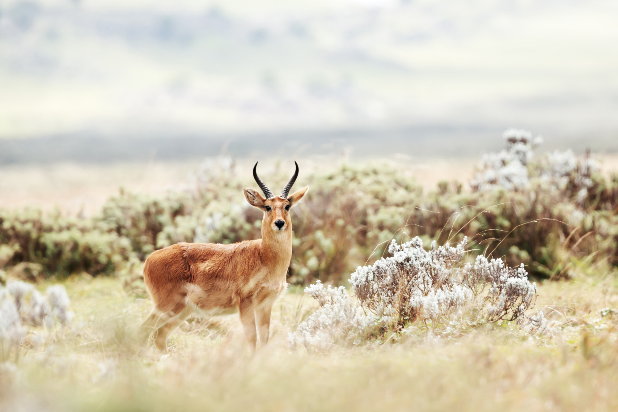 A Mountain Reedbuck standing among misty grasslands with a curious gaze.