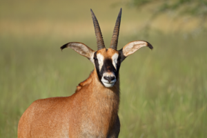 A close-up of a Roan Antelope with black-and-white facial markings and large ears.