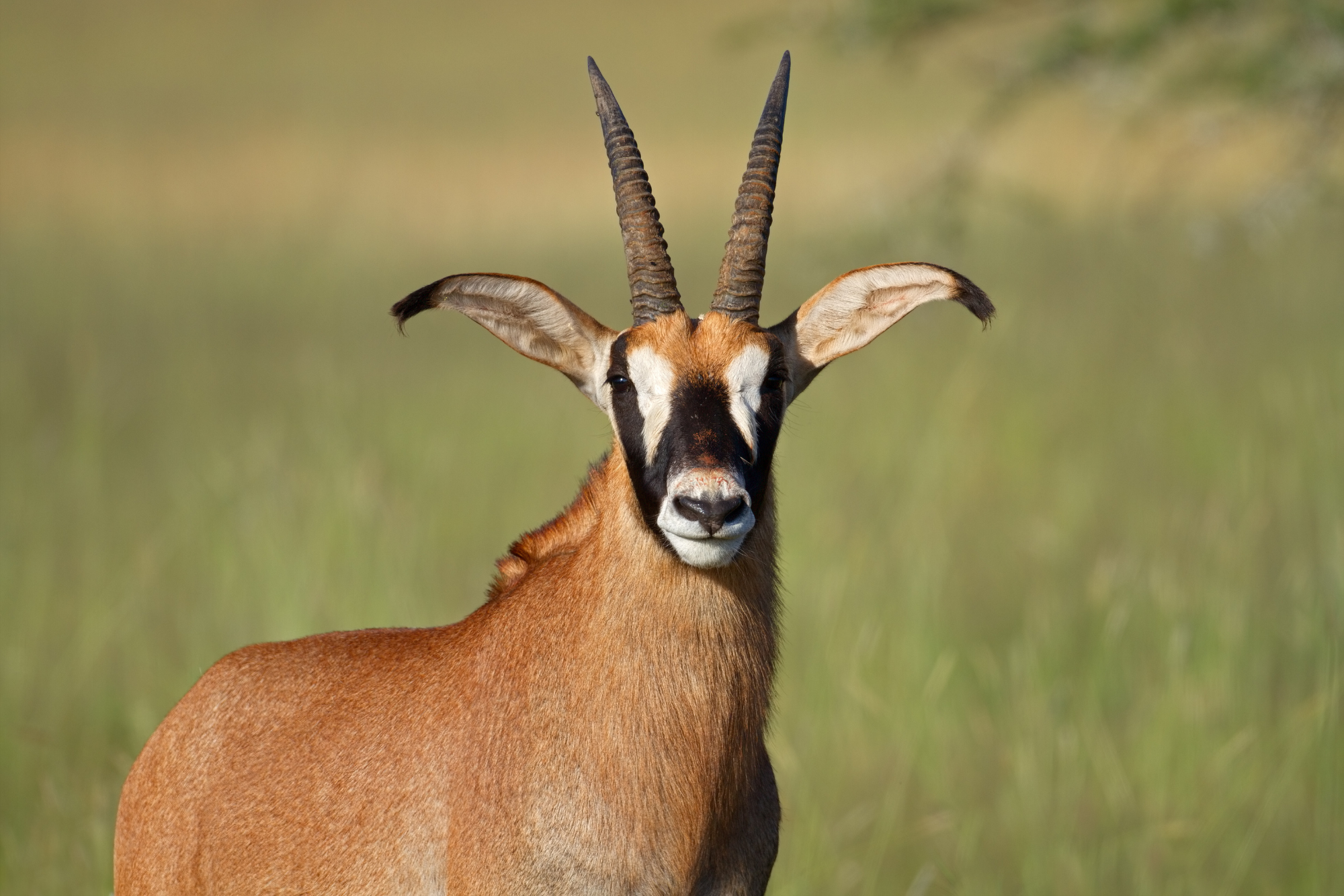 A close-up of a Roan Antelope with black-and-white facial markings and large ears.