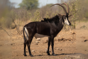 A sable antelope standing in a dry savannah landscape, displaying its curved horns and dark coat.
