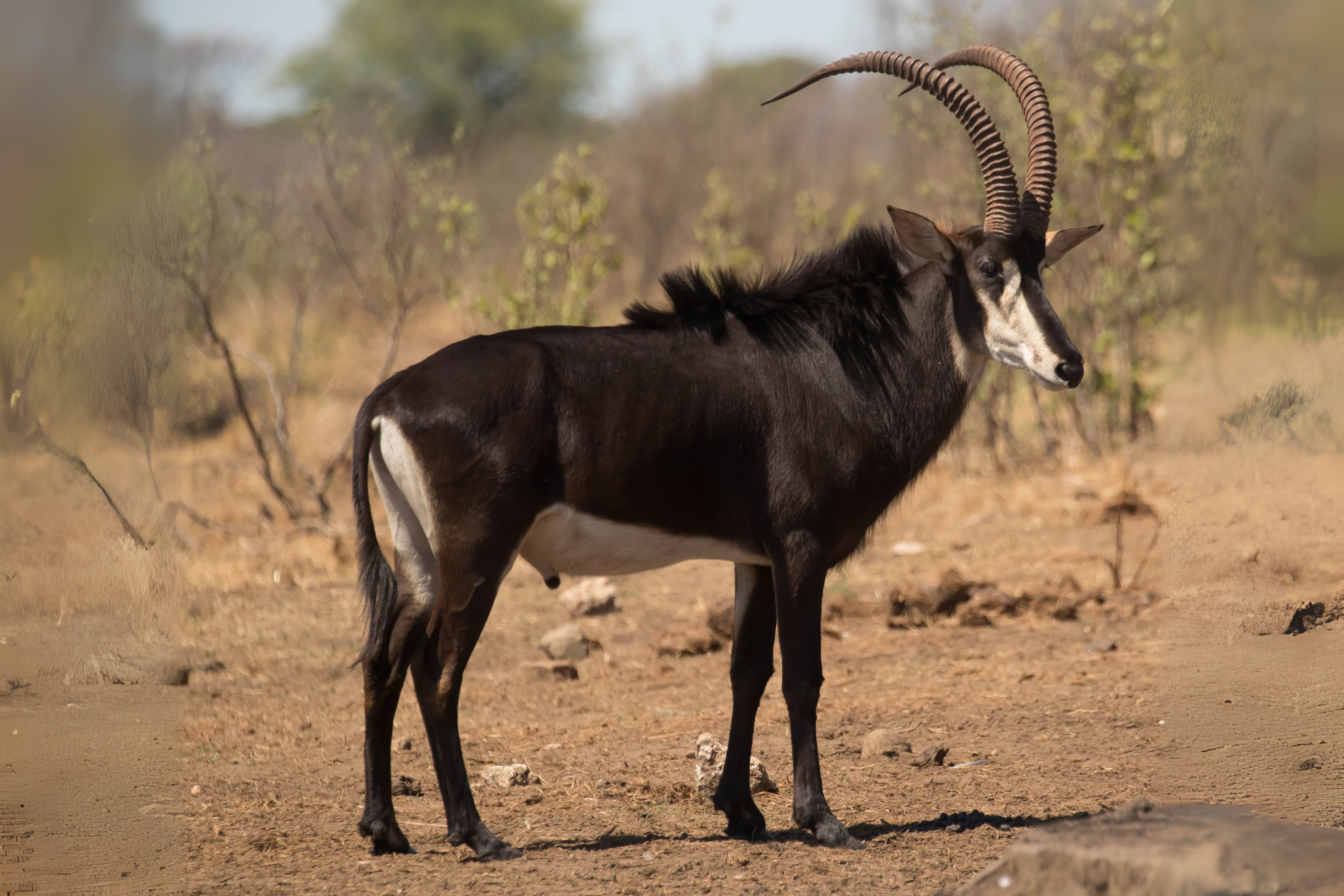 A sable antelope standing in a dry savannah landscape, displaying its curved horns and dark coat.