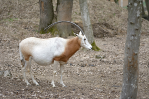 A Scimitar-Horned Oryx with long, curved horns and a white coat standing near a tree.