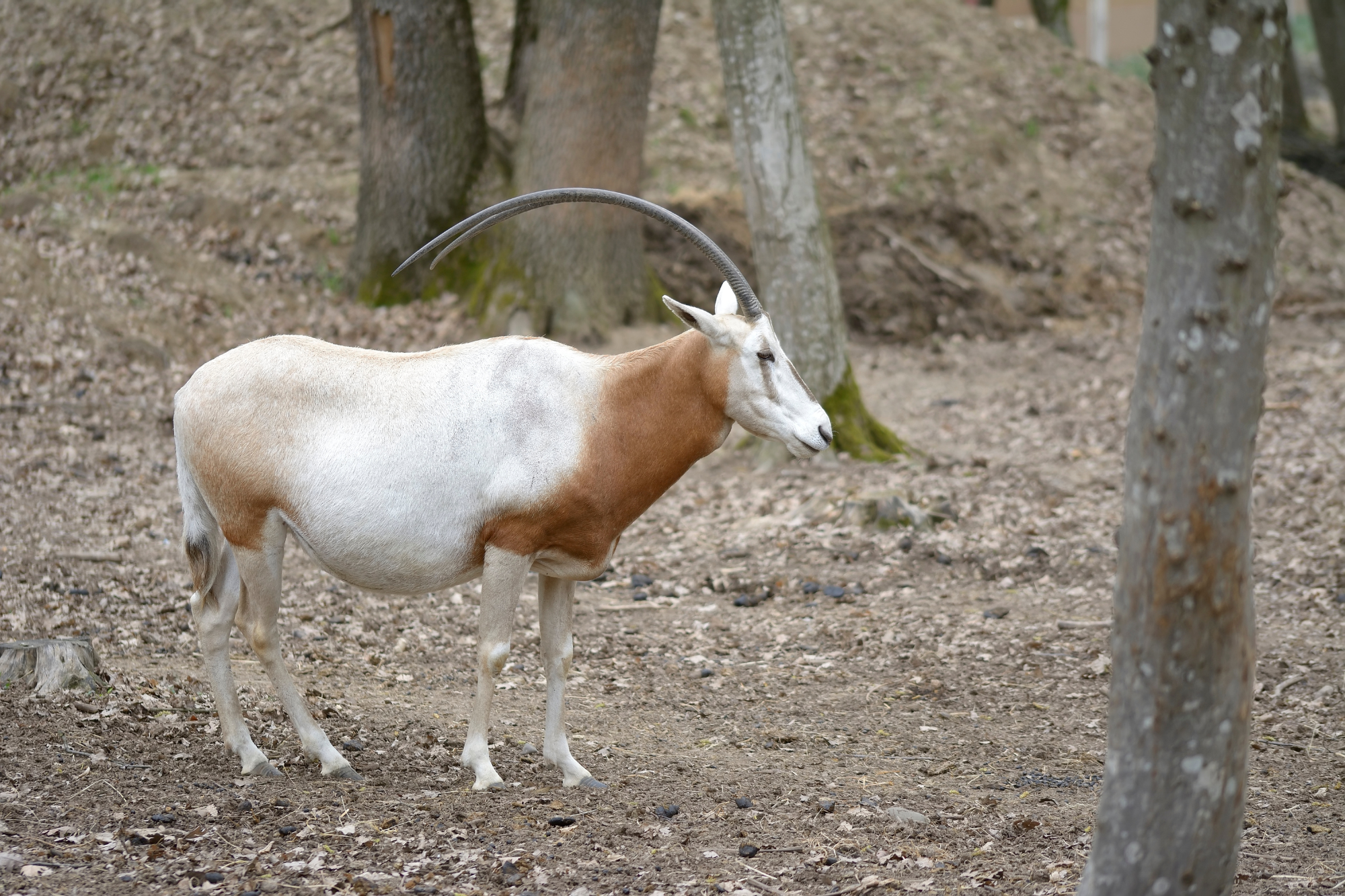 A Scimitar-Horned Oryx with long, curved horns and a white coat standing near a tree.