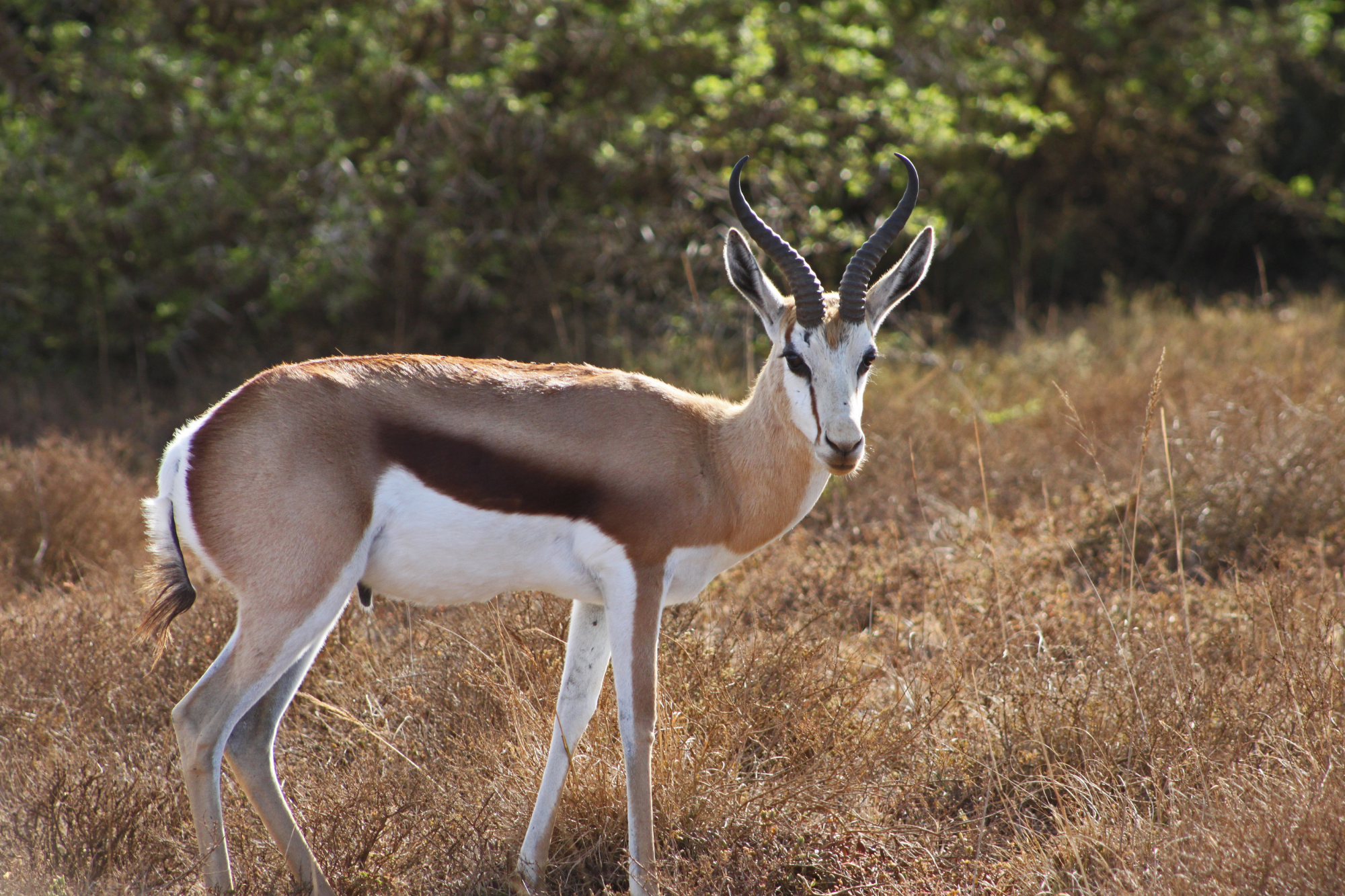 A springbuck with curved black horns standing in an open savanna.