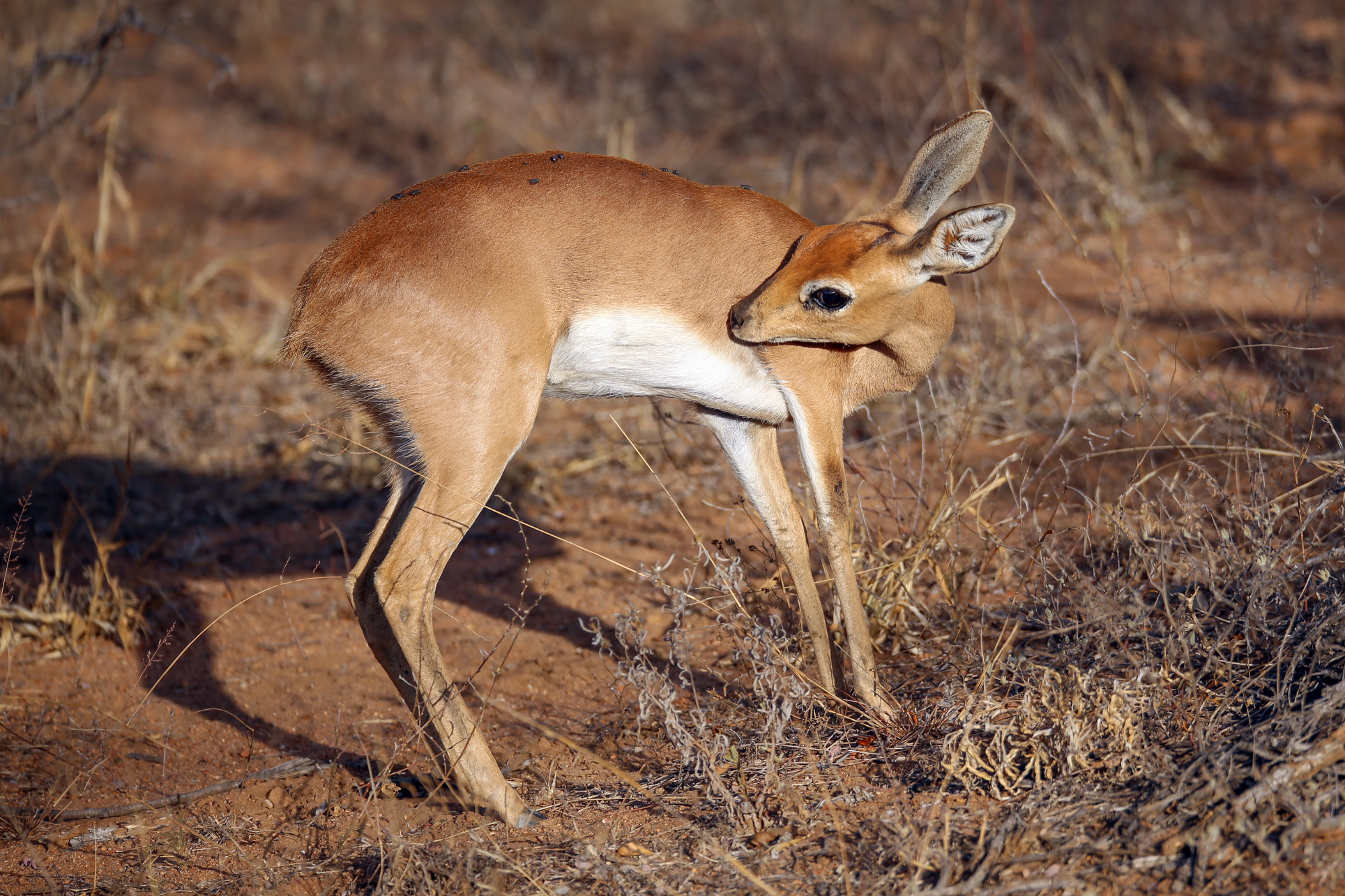 A steenbuck in a dry savannah landscape, grooming itself with its head turned toward its body.