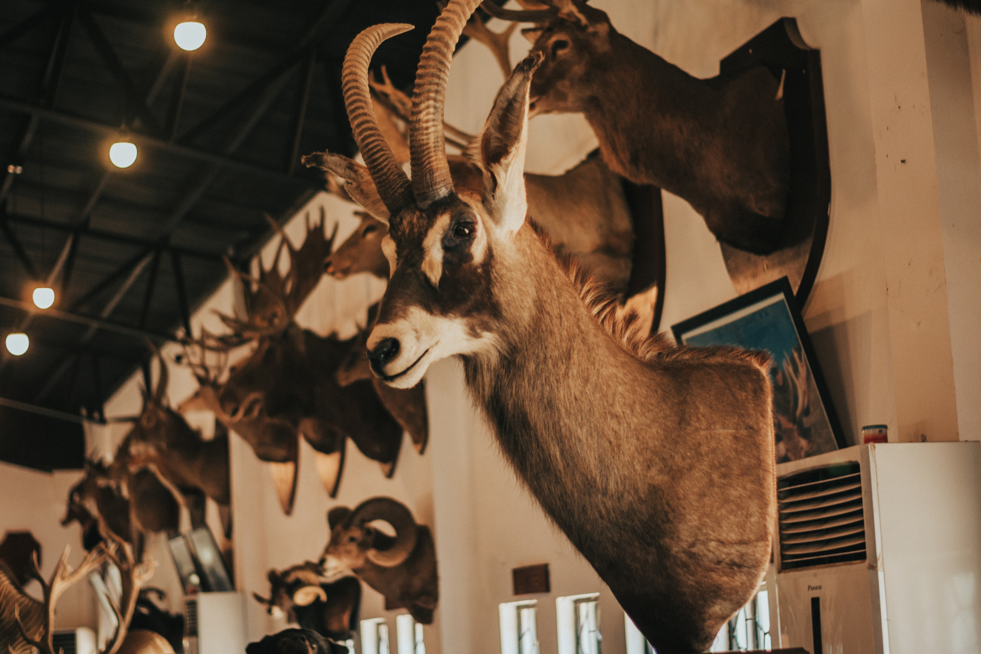 A taxidermy display of antelope heads mounted on a wooden wall.