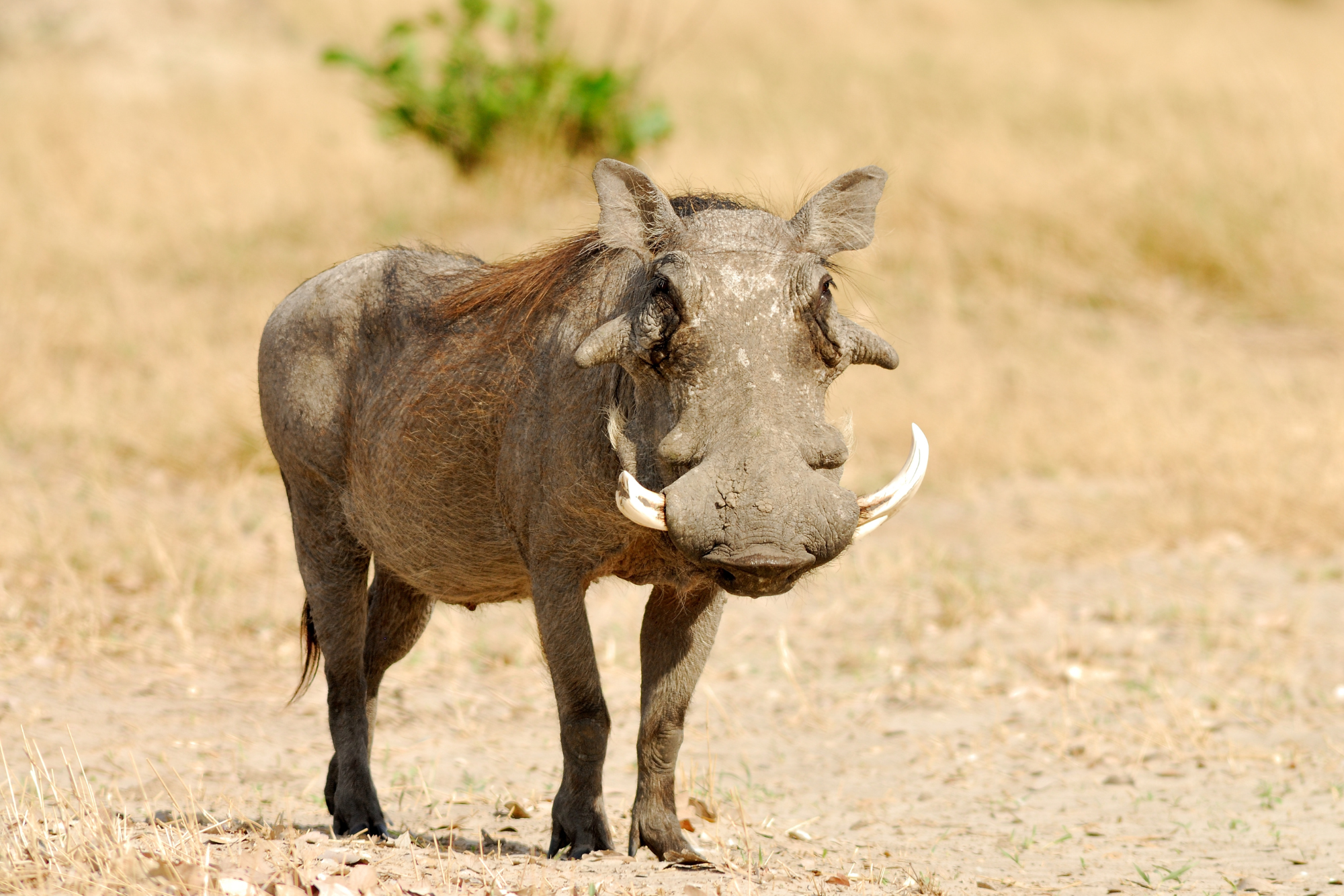 A Warthog with large tusks, coarse hair, and a muscular body standing on a dusty plain.