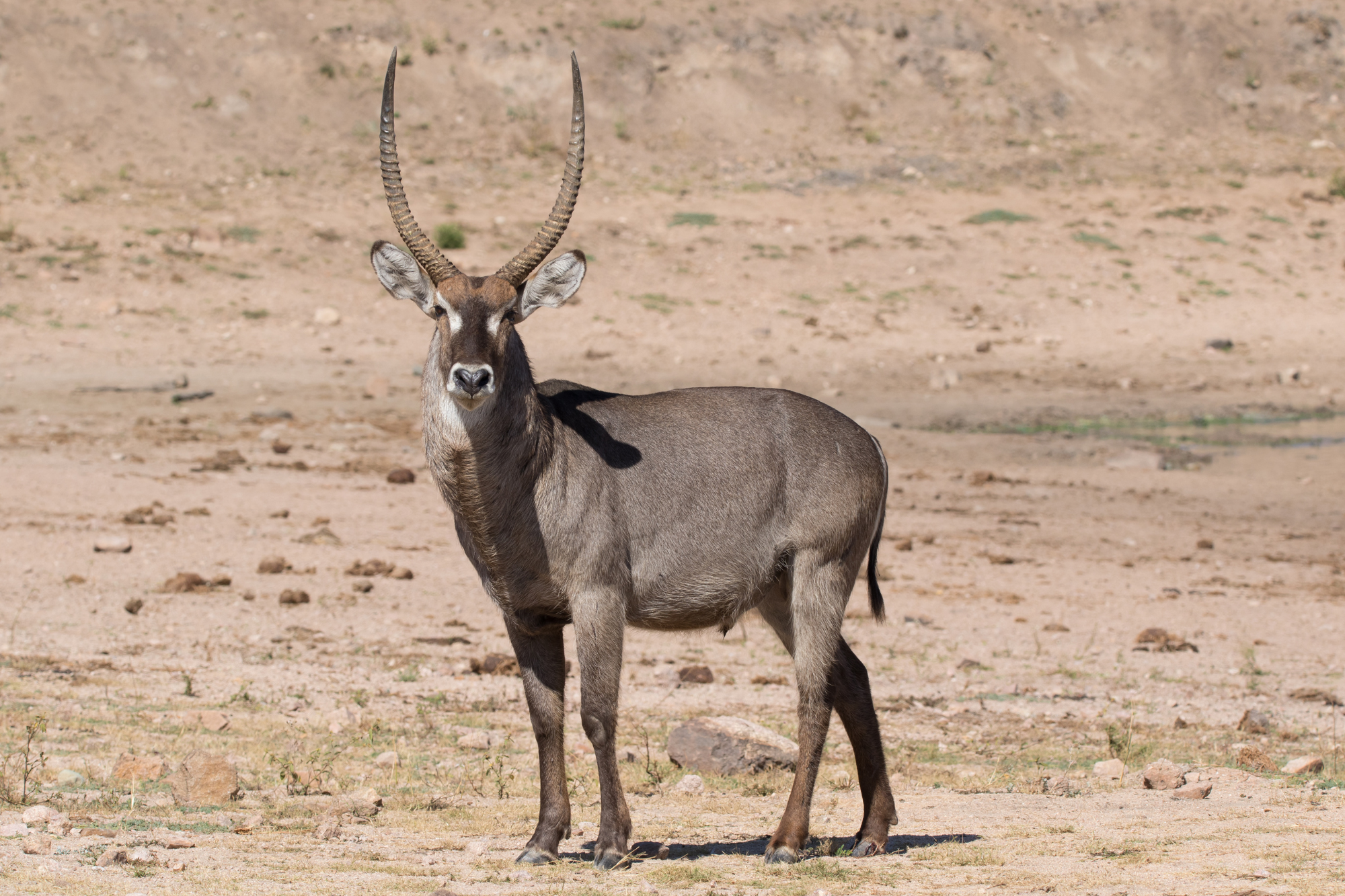 A waterbuck standing on dry land with its long, curved horns and thick fur.