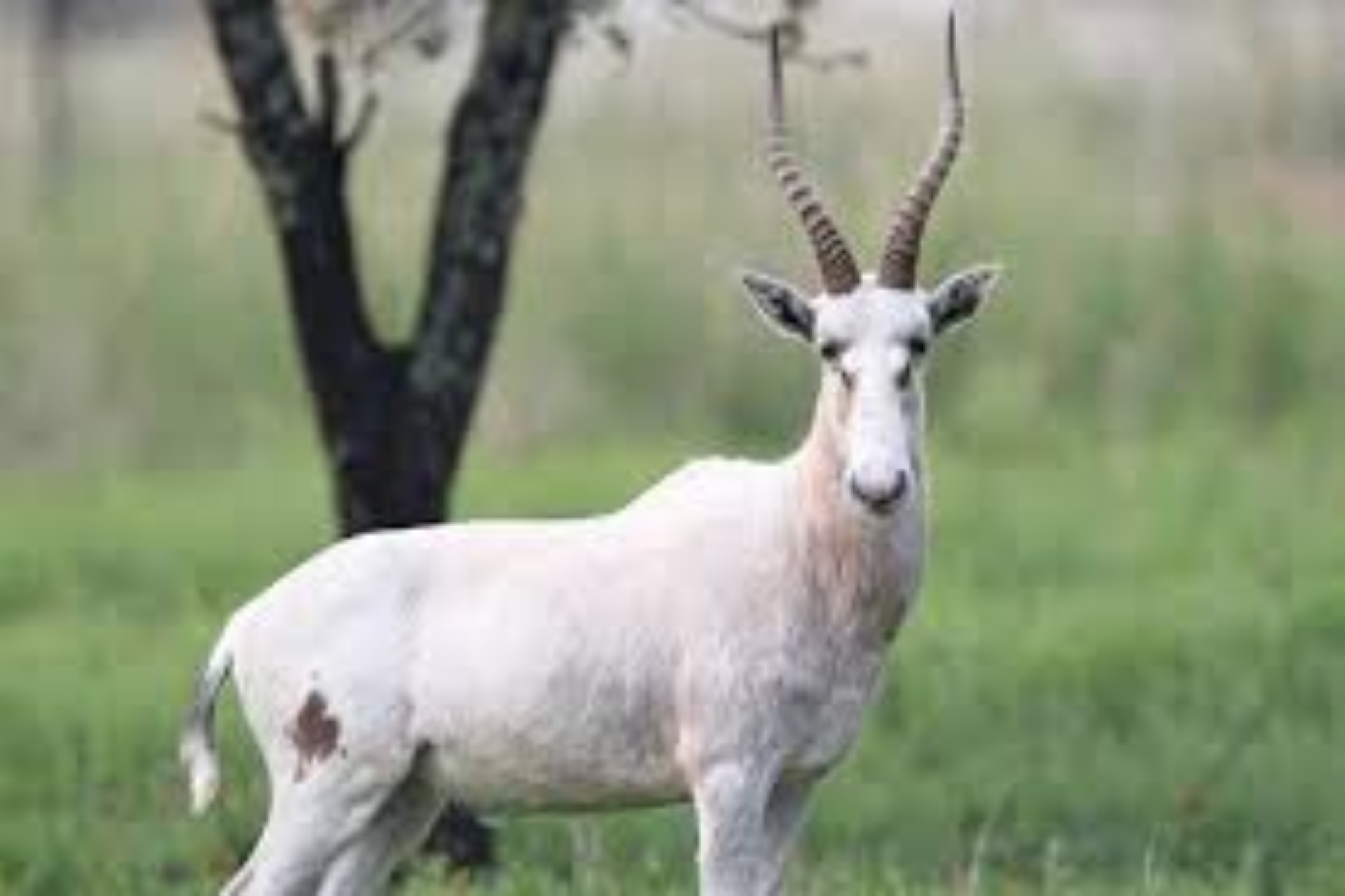 A white blesbuck standing in a grassy field with distinctive horns.