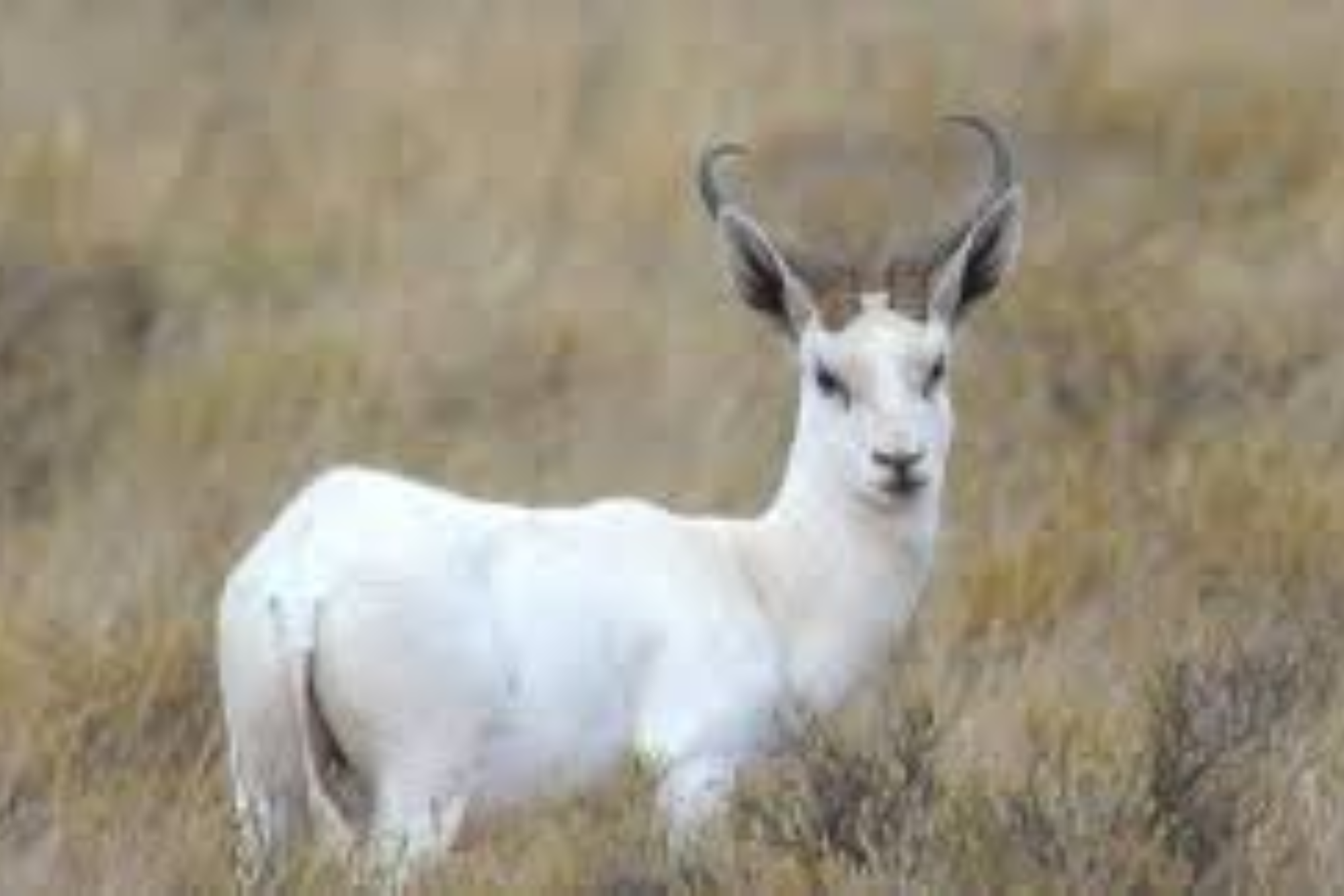 A white springbuck standing in dry grassland, showcasing its rare coloration and distinctive curved horns.