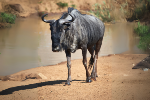A Black Wildebeest with dark fur, curved horns, and a white tail walking near a riverbed.