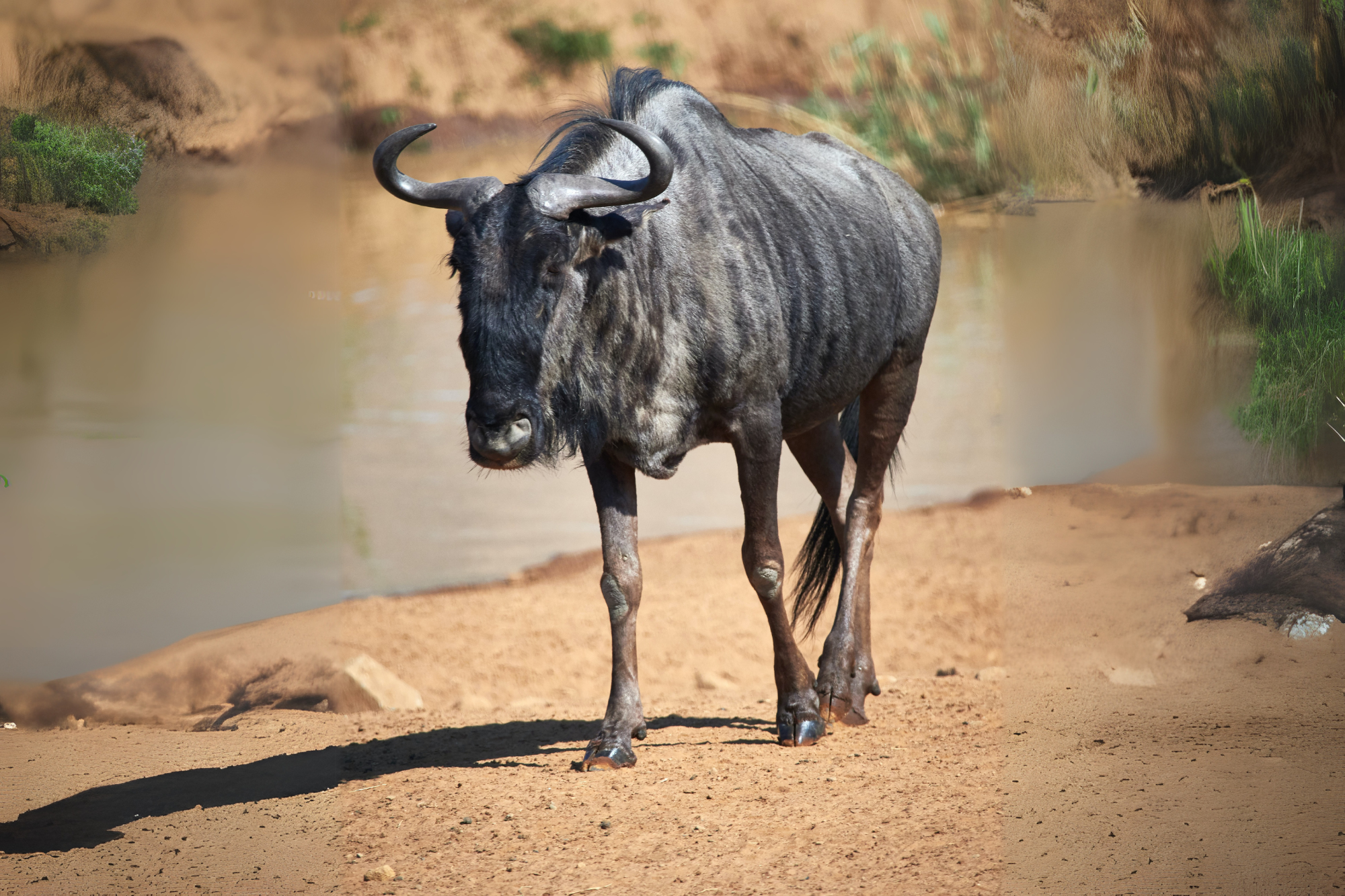 A Black Wildebeest with dark fur, curved horns, and a white tail walking near a riverbed.