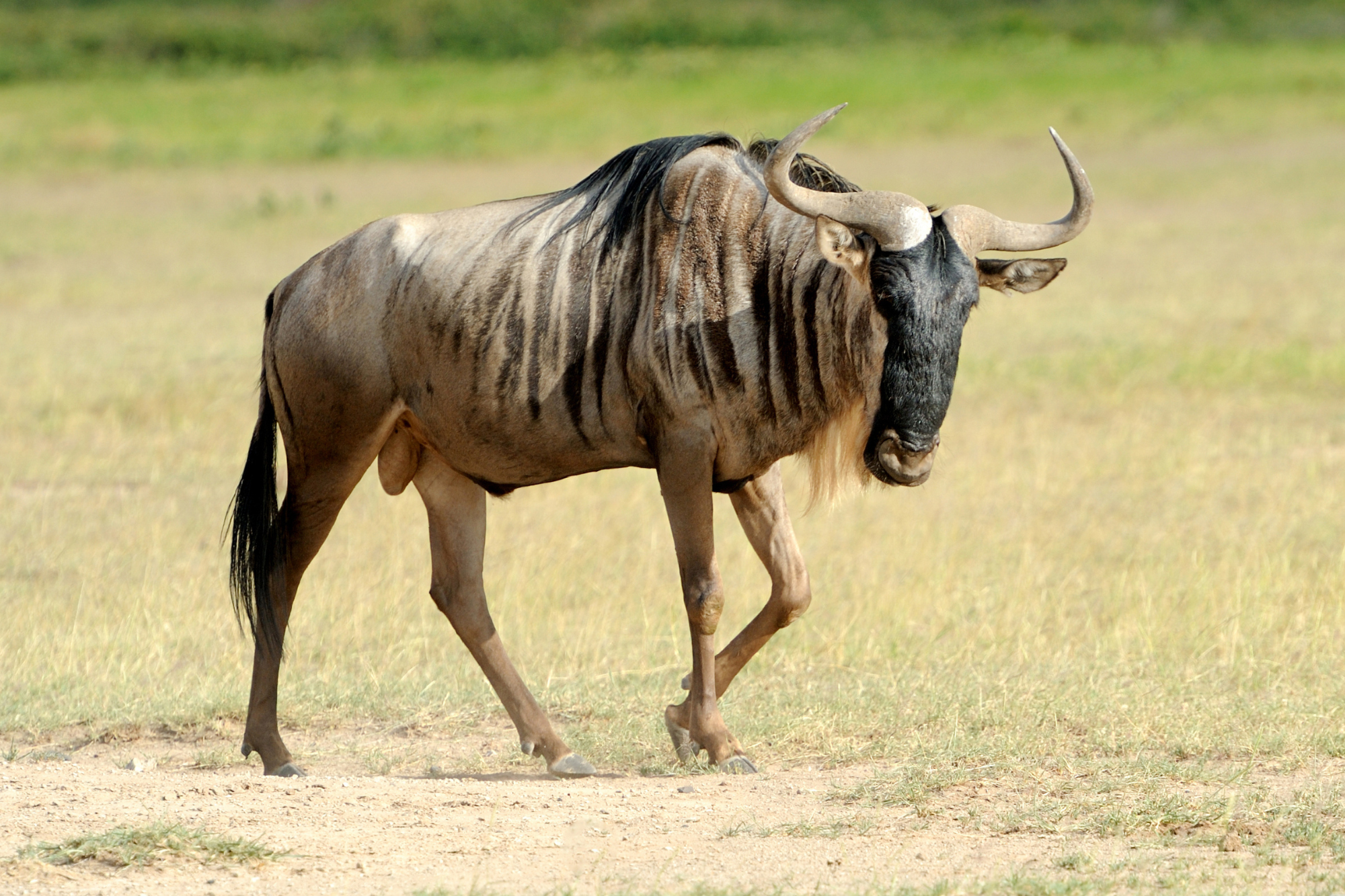 A Blue Wildebeest with a dark face, curved horns, and a muscular body walking on dry grassland.