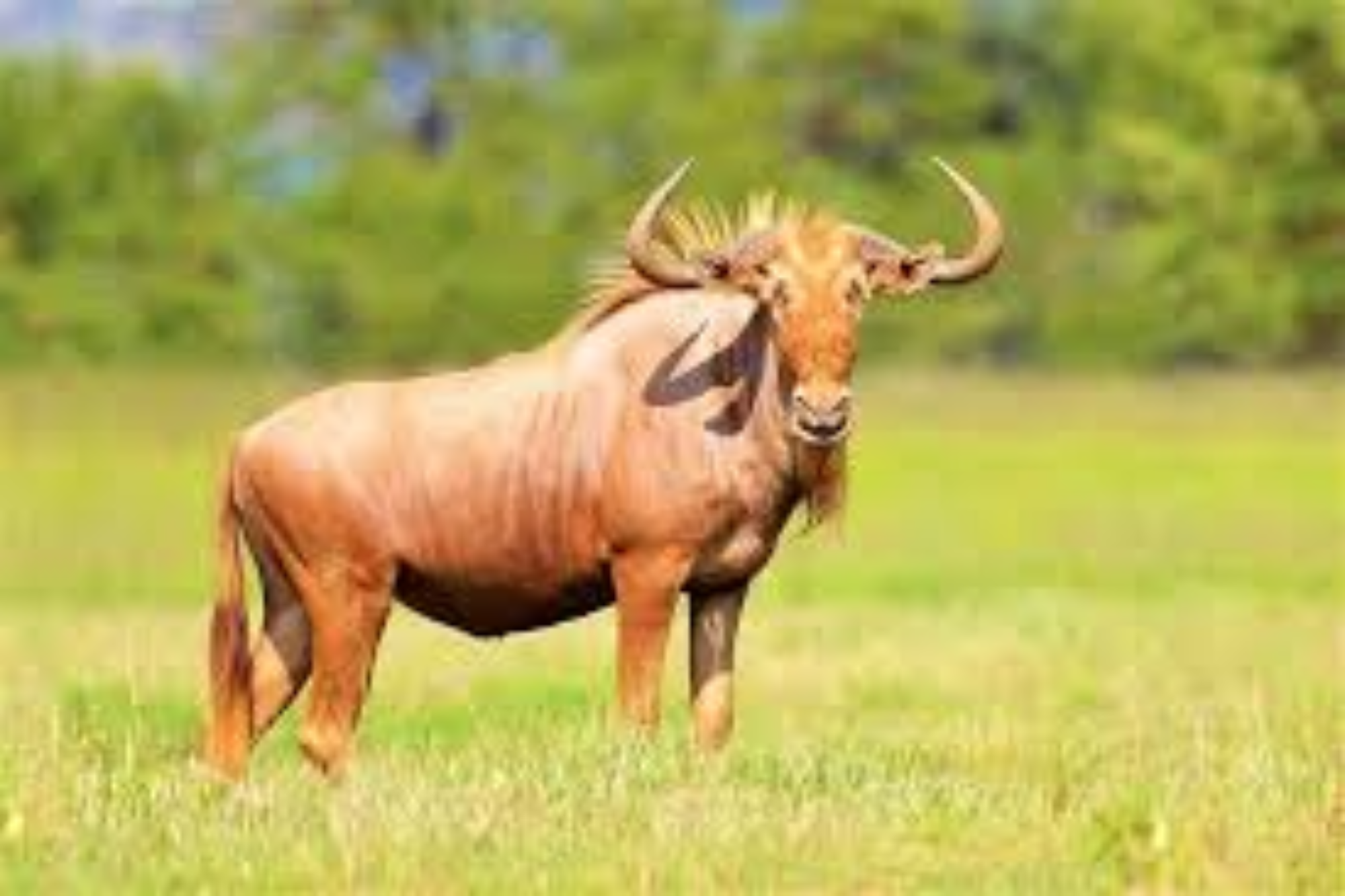 A Golden Wildebeest with a distinctive golden coat, curved horns, and black facial markings standing in a grassy field.