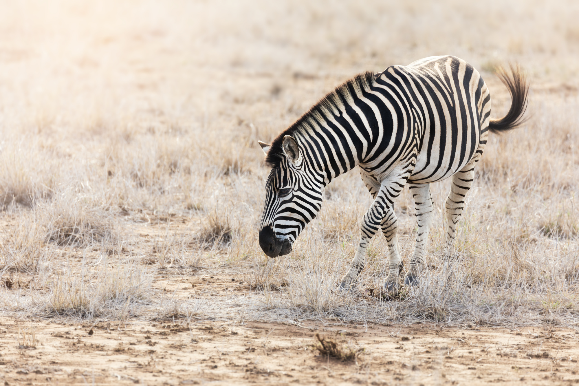 A Burchell’s zebra grazing in a dry savannah, its black-and-white stripes standing out against the landscape.