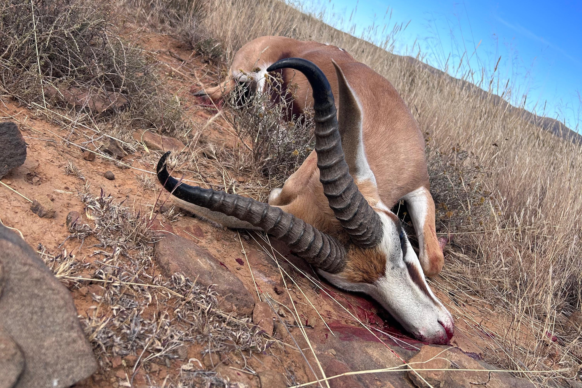 Springbuck Grand Slam - Loaded Safaris